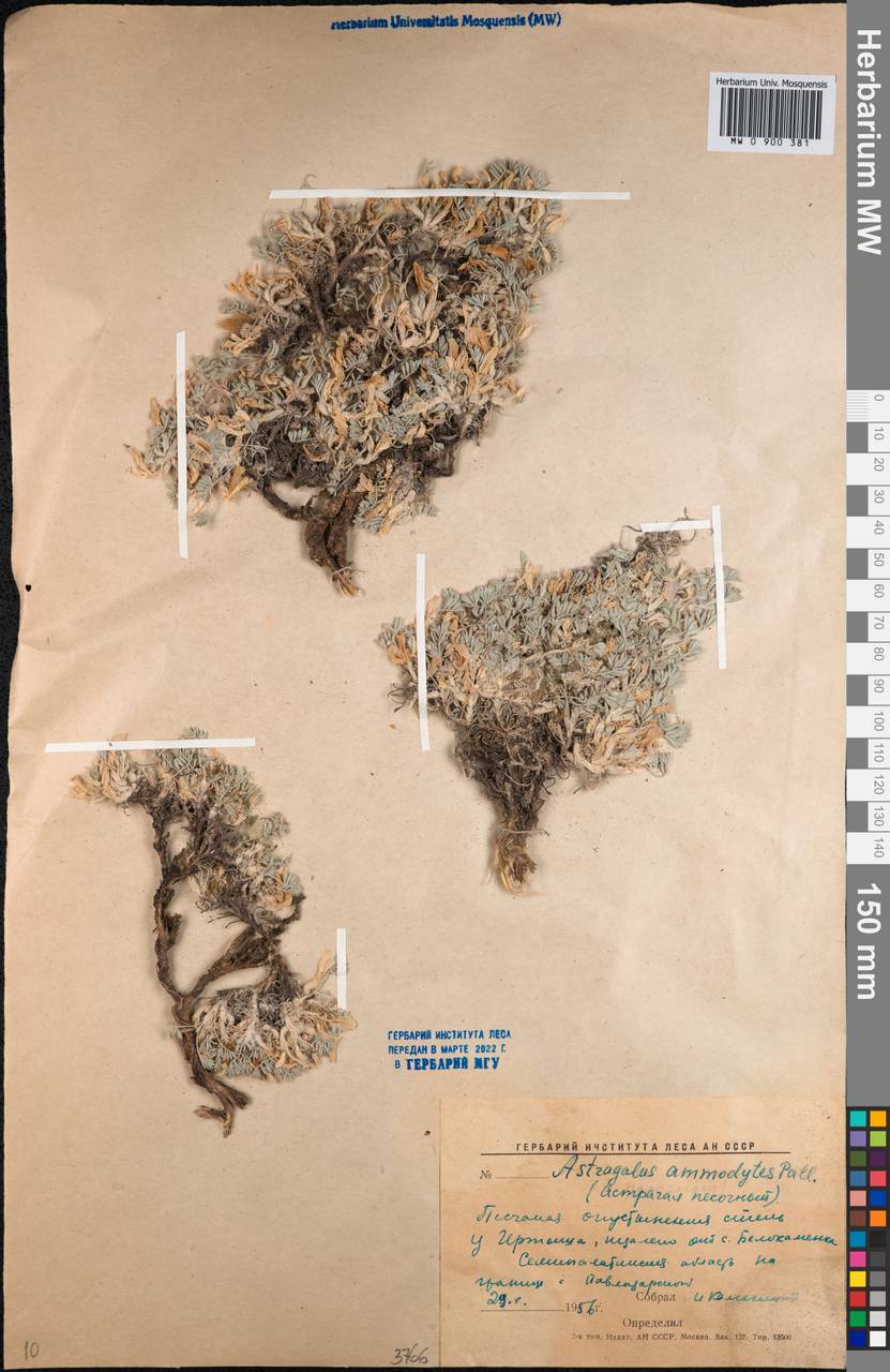 Astragalus ammodytes Pall., Middle Asia, Northern & Central Kazakhstan (M10) (Kazakhstan)
