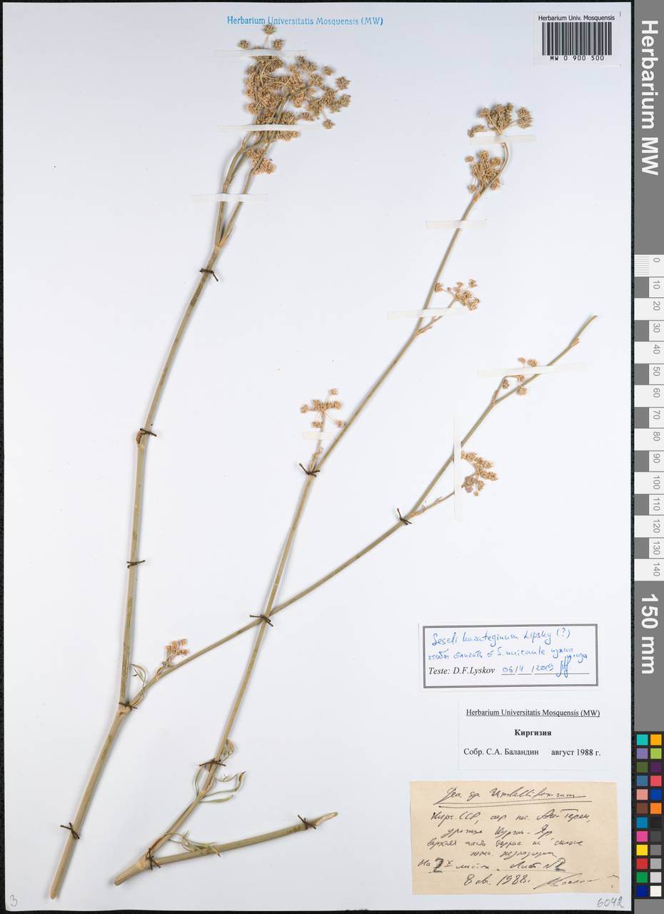 Seseli karateginum Lipsky, Middle Asia, Western Tian Shan & Karatau (M3) (Kyrgyzstan)