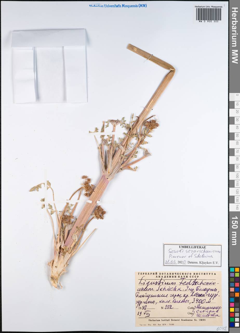 Seseli seravschanicum (Schischk.) Pimenov & Sdobnina, Middle Asia, Pamir & Pamiro-Alai (M2) (Uzbekistan)