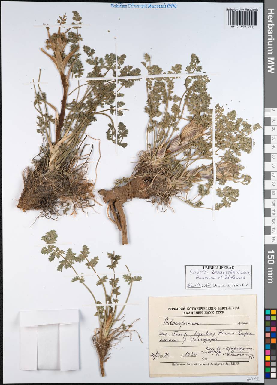 Seseli seravschanicum (Schischk.) Pimenov & Sdobnina, Middle Asia, Pamir & Pamiro-Alai (M2) (Tajikistan)