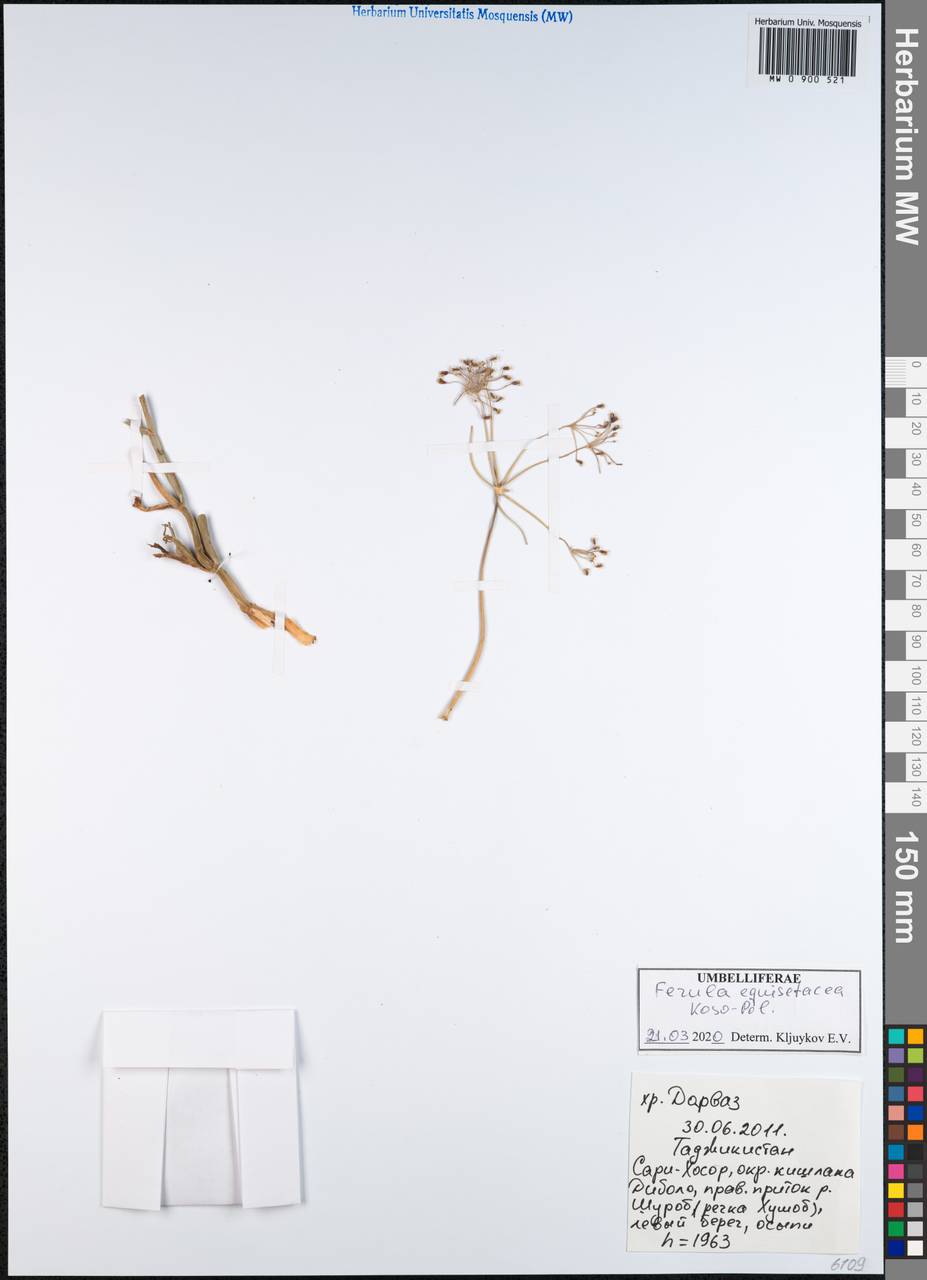 Ferula equisetacea Koso-Pol., Middle Asia, Pamir & Pamiro-Alai (M2) (Tajikistan)
