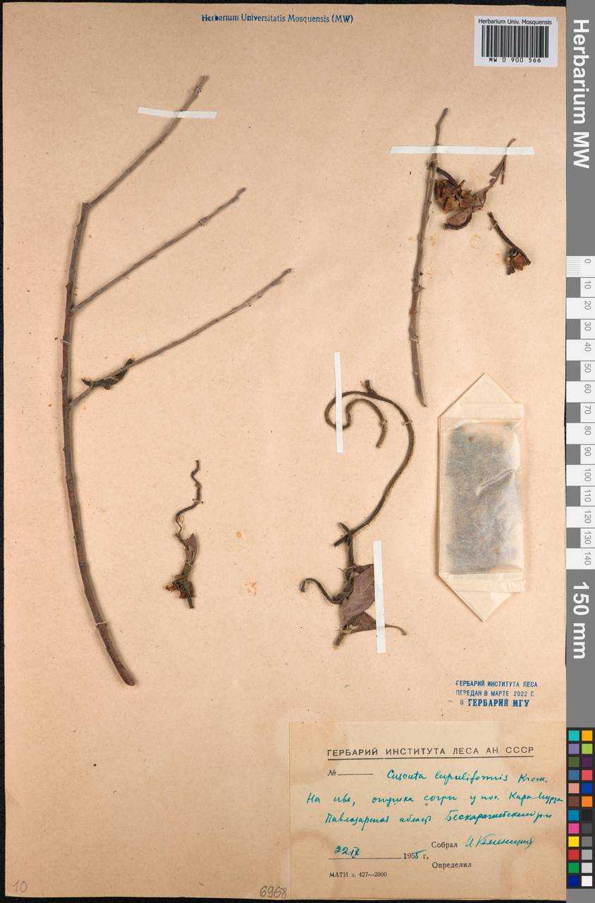 Cuscuta lupuliformis Krock., Middle Asia, Northern & Central Kazakhstan (M10) (Kazakhstan)