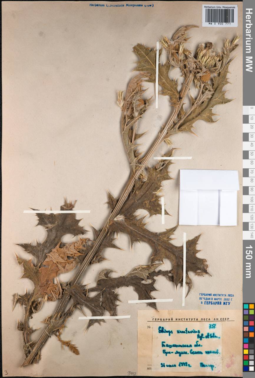 Echinops karatavicus Regel & Schmalh., Middle Asia, Western Tian Shan & Karatau (M3) (Uzbekistan)