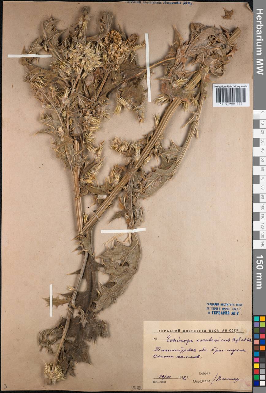 Echinops karatavicus Regel & Schmalh., Middle Asia, Western Tian Shan & Karatau (M3) (Uzbekistan)