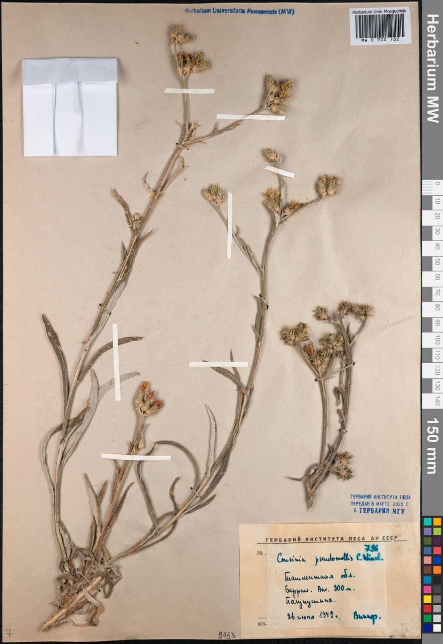 Cousinia pseudomollis C.Winkl., Middle Asia, Western Tian Shan & Karatau (M3) (Uzbekistan)