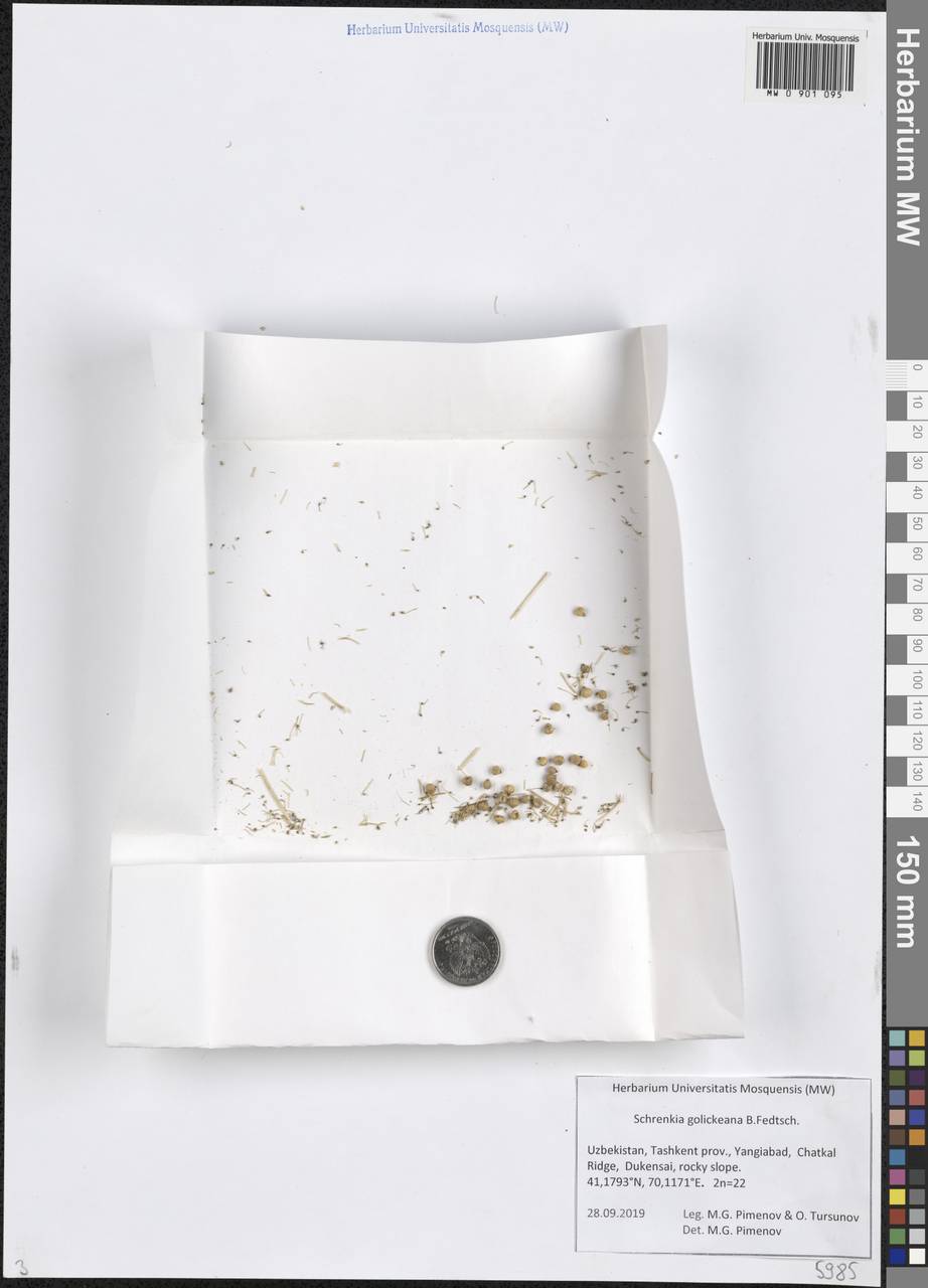Schrenkia golickeana (Regel & Schmalh.) B. Fedtsch., Middle Asia, Western Tian Shan & Karatau (M3) (Uzbekistan)