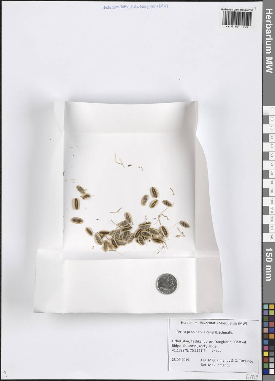 Ferula penninervis Regel & Schmalh., Middle Asia, Western Tian Shan & Karatau (M3) (Uzbekistan)