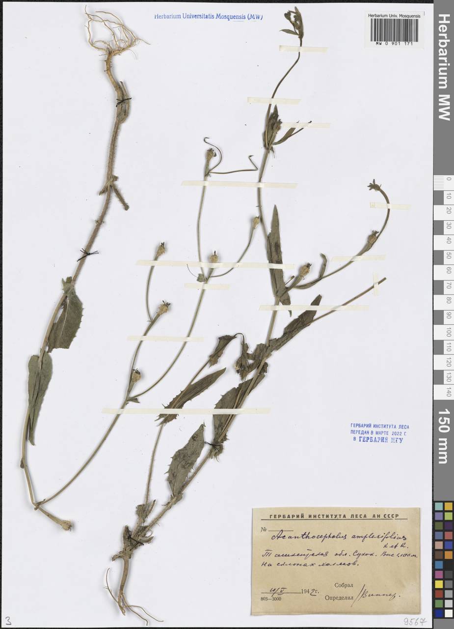 Acanthocephalus amplexifolius Kar. & Kir., Middle Asia, Western Tian Shan & Karatau (M3) (Uzbekistan)