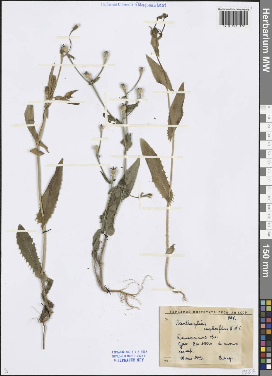 Acanthocephalus amplexifolius Kar. & Kir., Middle Asia, Western Tian Shan & Karatau (M3) (Uzbekistan)