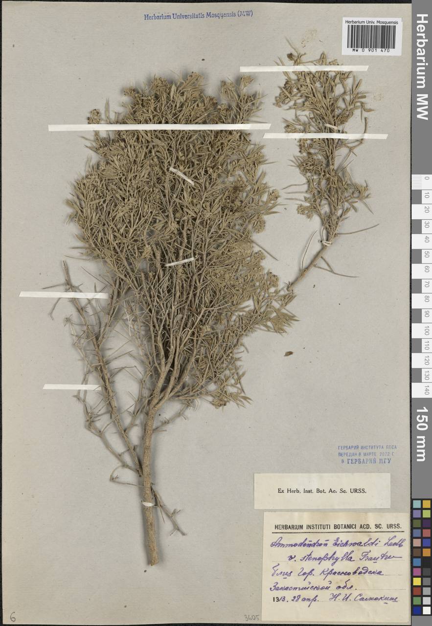 Ammodendron eichwaldii Ledeb. & C.A.Mey., Middle Asia, Karakum (M6) (Turkmenistan)