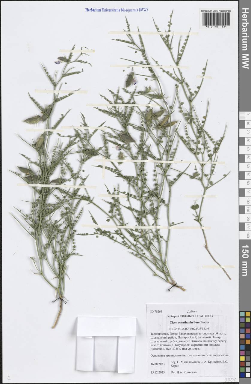 Cicer acanthophyllum Boriss., Middle Asia, Pamir & Pamiro-Alai (M2) (Tajikistan)