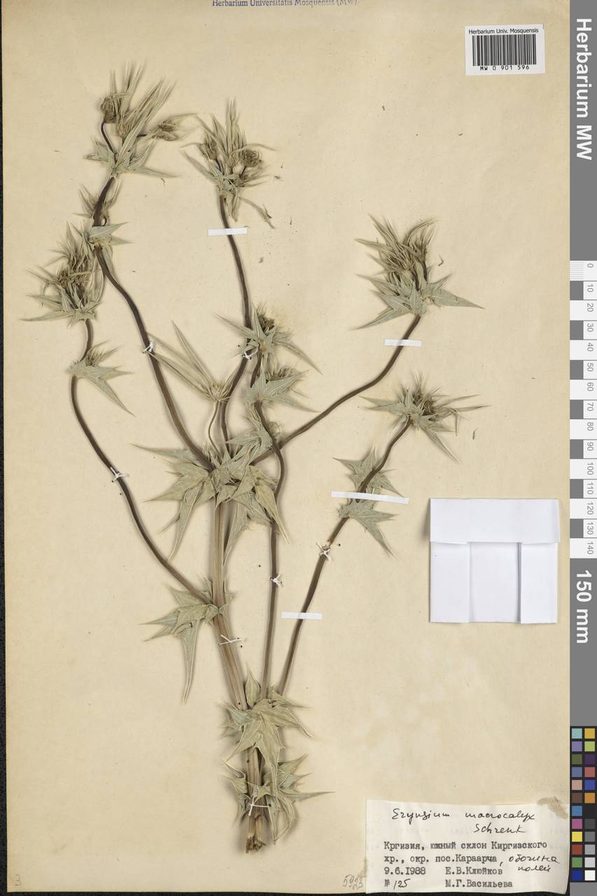 Eryngium macrocalyx Schrenk, Middle Asia, Western Tian Shan & Karatau (M3) (Kyrgyzstan)