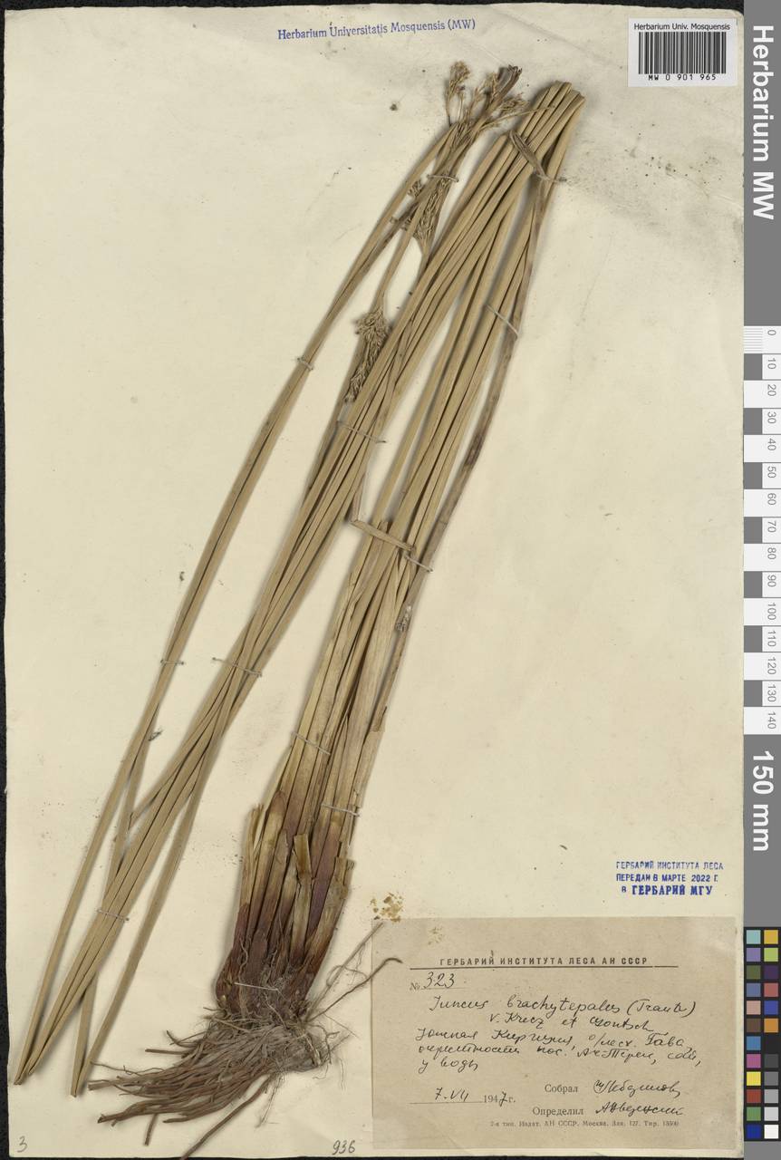 Juncus inflexus subsp. brachytepalus (Trautv. ex V.I.Krecz. & Gontsch.) Novikov, Middle Asia, Western Tian Shan & Karatau (M3) (Kyrgyzstan)