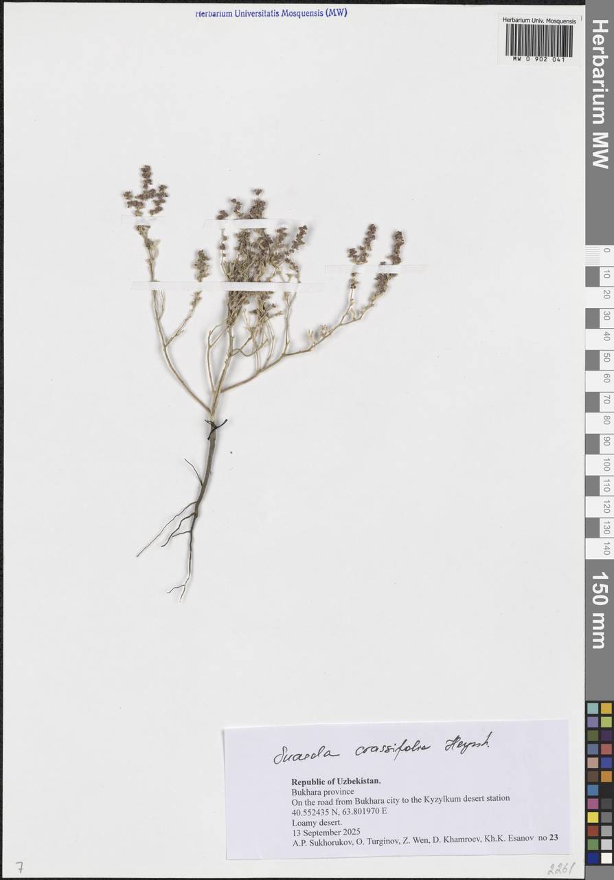 Suaeda crassifolia Pall., Middle Asia, Syr-Darian deserts & Kyzylkum (M7) (Uzbekistan)