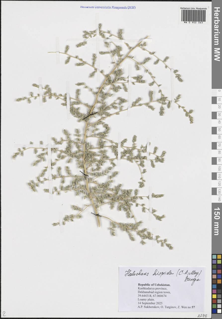Halocharis hispida (Schrenk) Bunge, Middle Asia, Pamir & Pamiro-Alai (M2) (Uzbekistan)