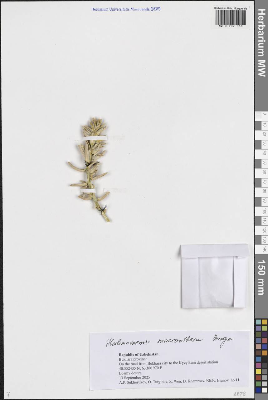 Halimocnemis macranthera Bunge, Middle Asia, Syr-Darian deserts & Kyzylkum (M7) (Uzbekistan)
