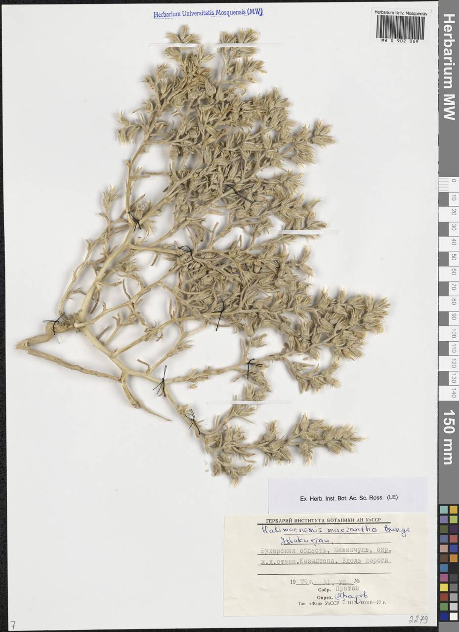 Halimocnemis macranthera Bunge, Middle Asia, Syr-Darian deserts & Kyzylkum (M7) (Uzbekistan)