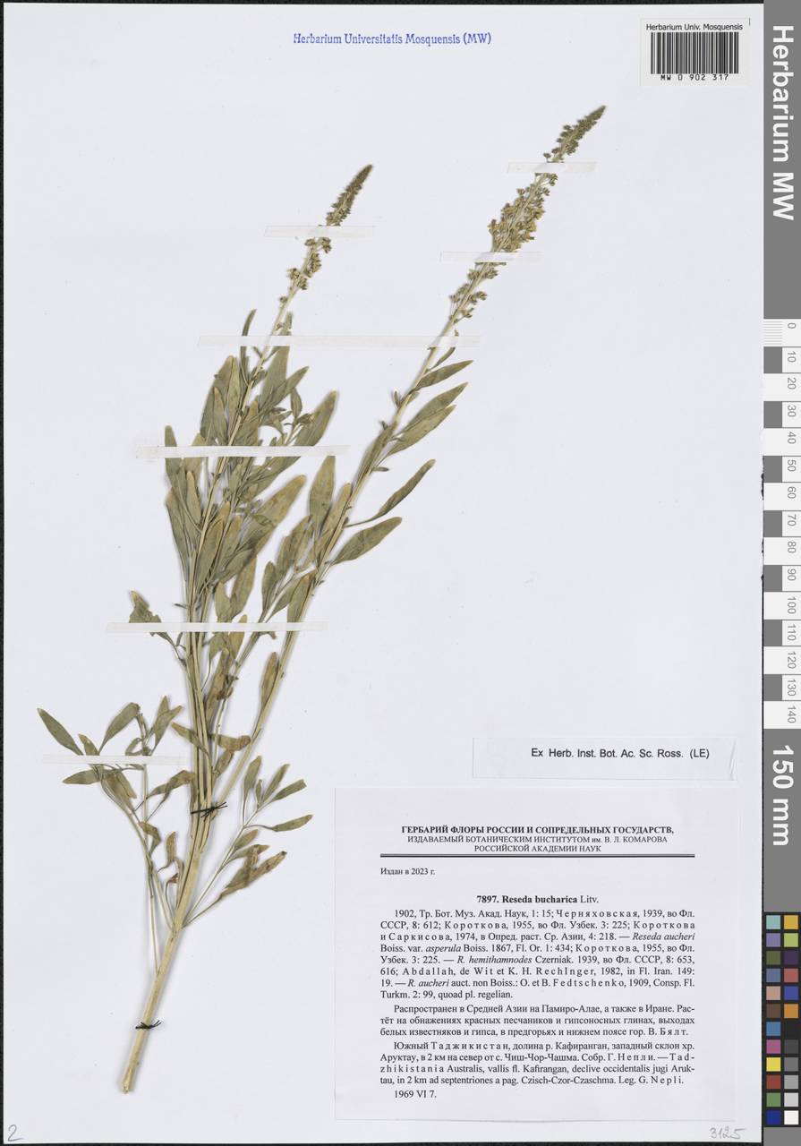 Reseda bucharica Litv., Middle Asia, Pamir & Pamiro-Alai (M2) (Tajikistan)