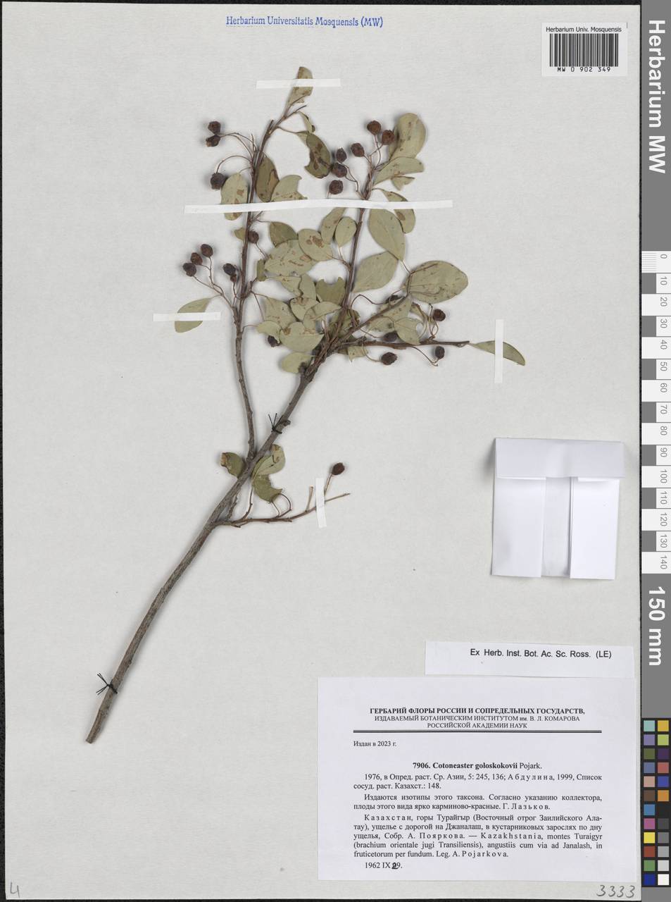 Cotoneaster goloskokovii Pojark., Middle Asia, Northern & Central Tian Shan (M4) (Kazakhstan)