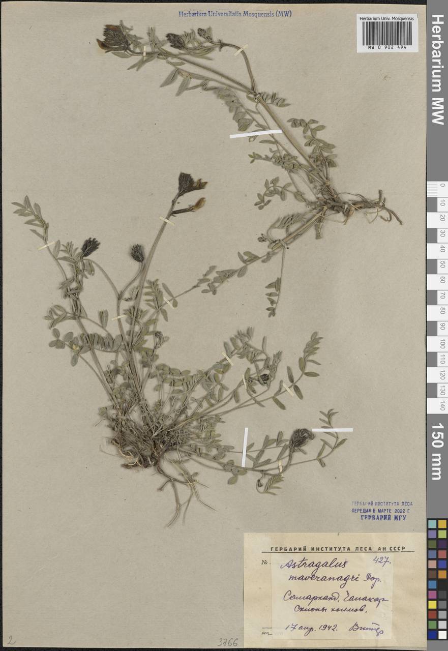 Astragalus juratzkanus subsp. juratzkanus, Middle Asia, Pamir & Pamiro-Alai (M2) (Uzbekistan)