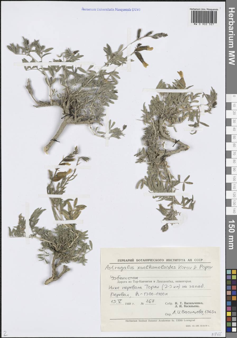 Astragalus xanthomeloides Korovin & Popov, Middle Asia, Pamir & Pamiro-Alai (M2) (Uzbekistan)