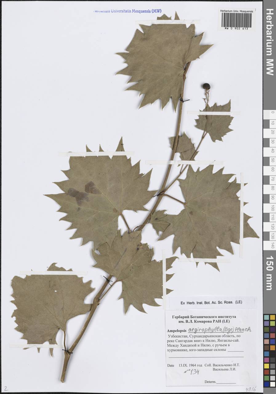 Ampelopsis vitifolia subsp. vitifolia, Middle Asia, Pamir & Pamiro-Alai (M2) (Uzbekistan)