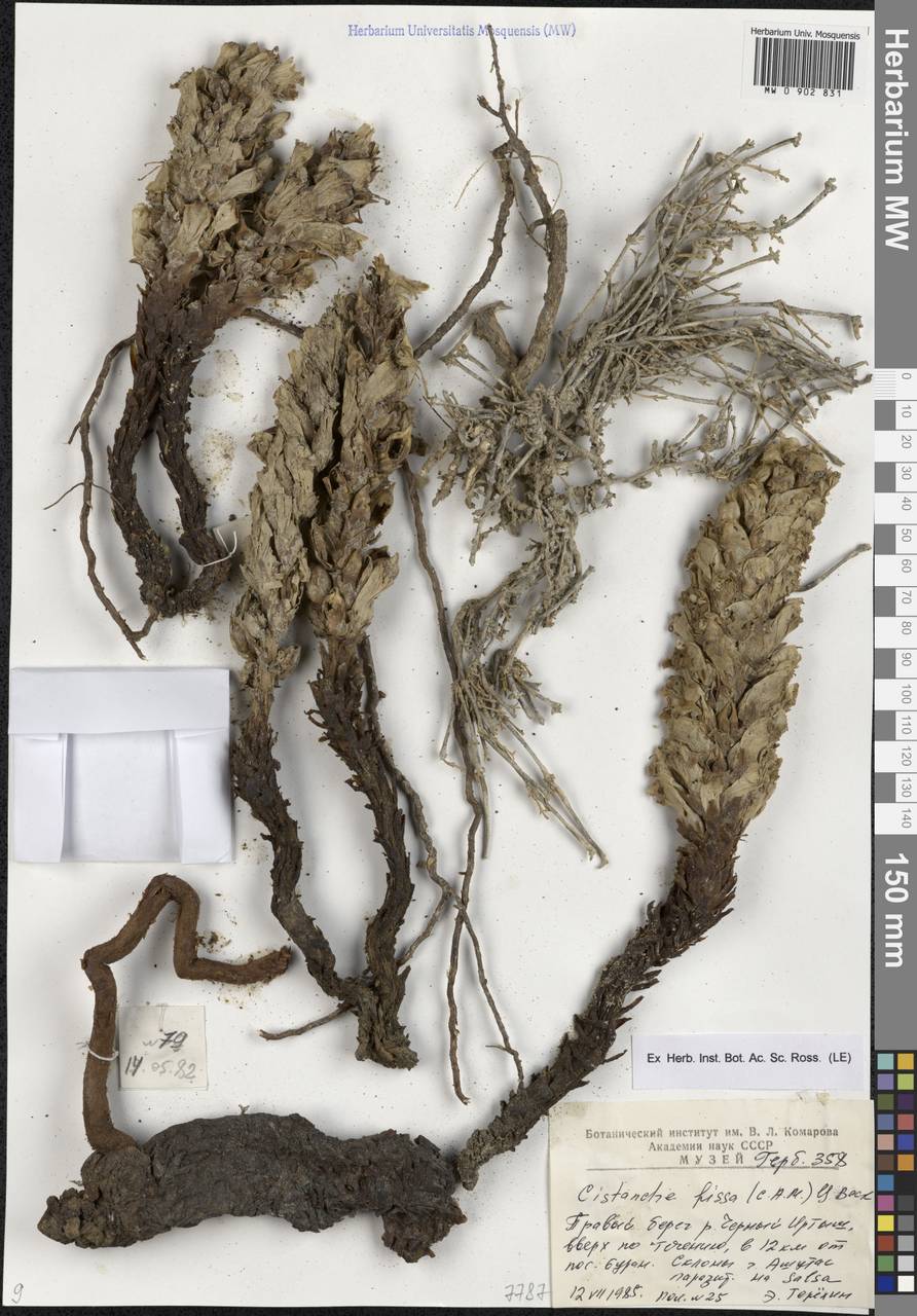 Cistanche fissa (C.A.Mey.) Beck, Middle Asia, Muyunkumy, Balkhash & Betpak-Dala (M9) (Kazakhstan)