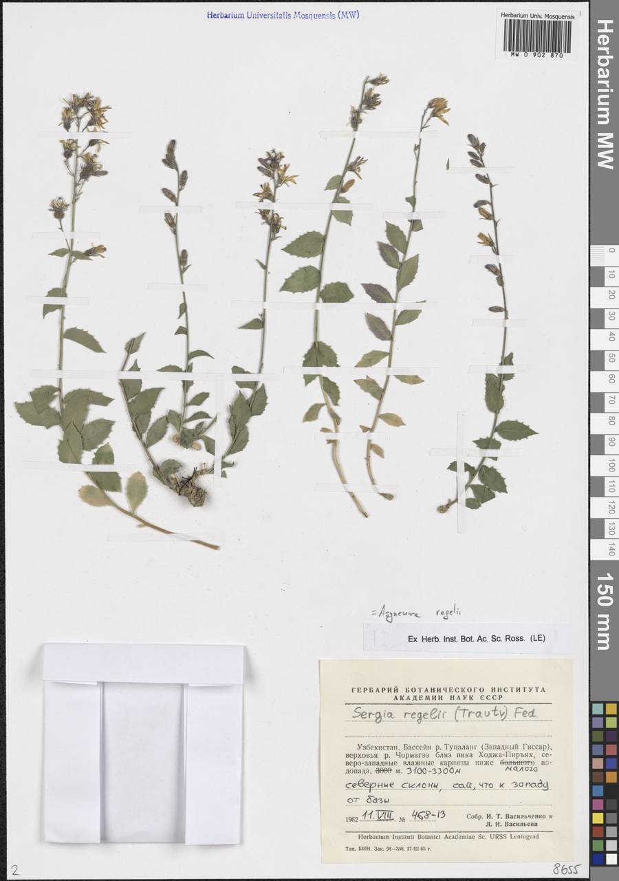 Asyneuma regelii (Trautv.) Bornm., Middle Asia, Pamir & Pamiro-Alai (M2) (Uzbekistan)