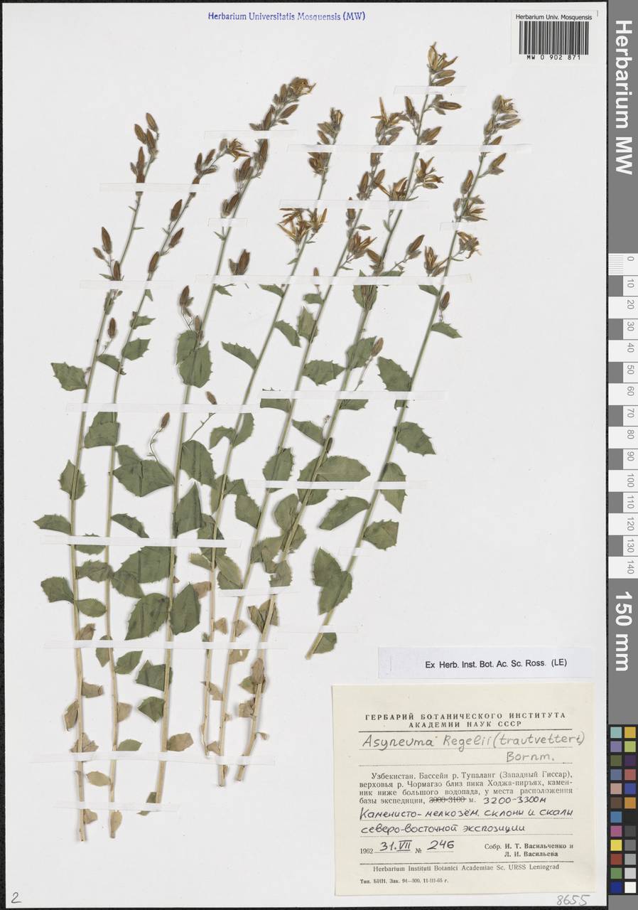 Asyneuma regelii (Trautv.) Bornm., Middle Asia, Pamir & Pamiro-Alai (M2) (Uzbekistan)