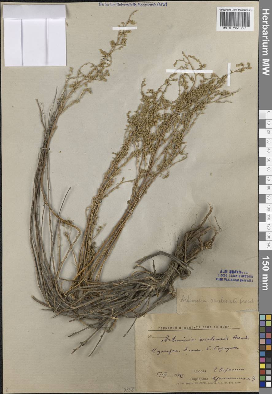 Artemisia aralensis Krasch., Middle Asia, Caspian Ustyurt & Northern Aralia (M8) (Kazakhstan)