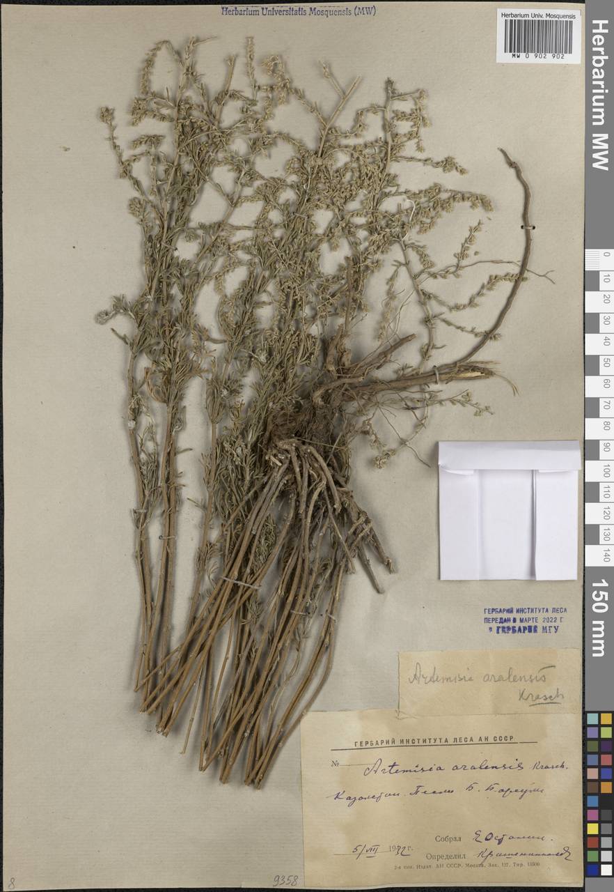 Artemisia aralensis Krasch., Middle Asia, Caspian Ustyurt & Northern Aralia (M8) (Kazakhstan)