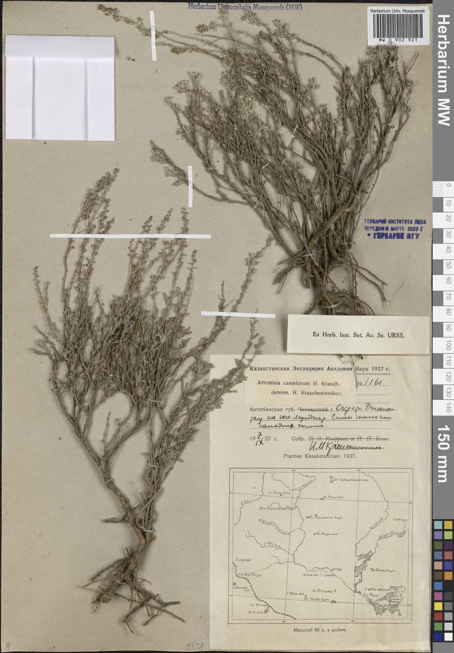 Artemisia camelorum Krasch., Middle Asia, Caspian Ustyurt & Northern Aralia (M8) (Kazakhstan)