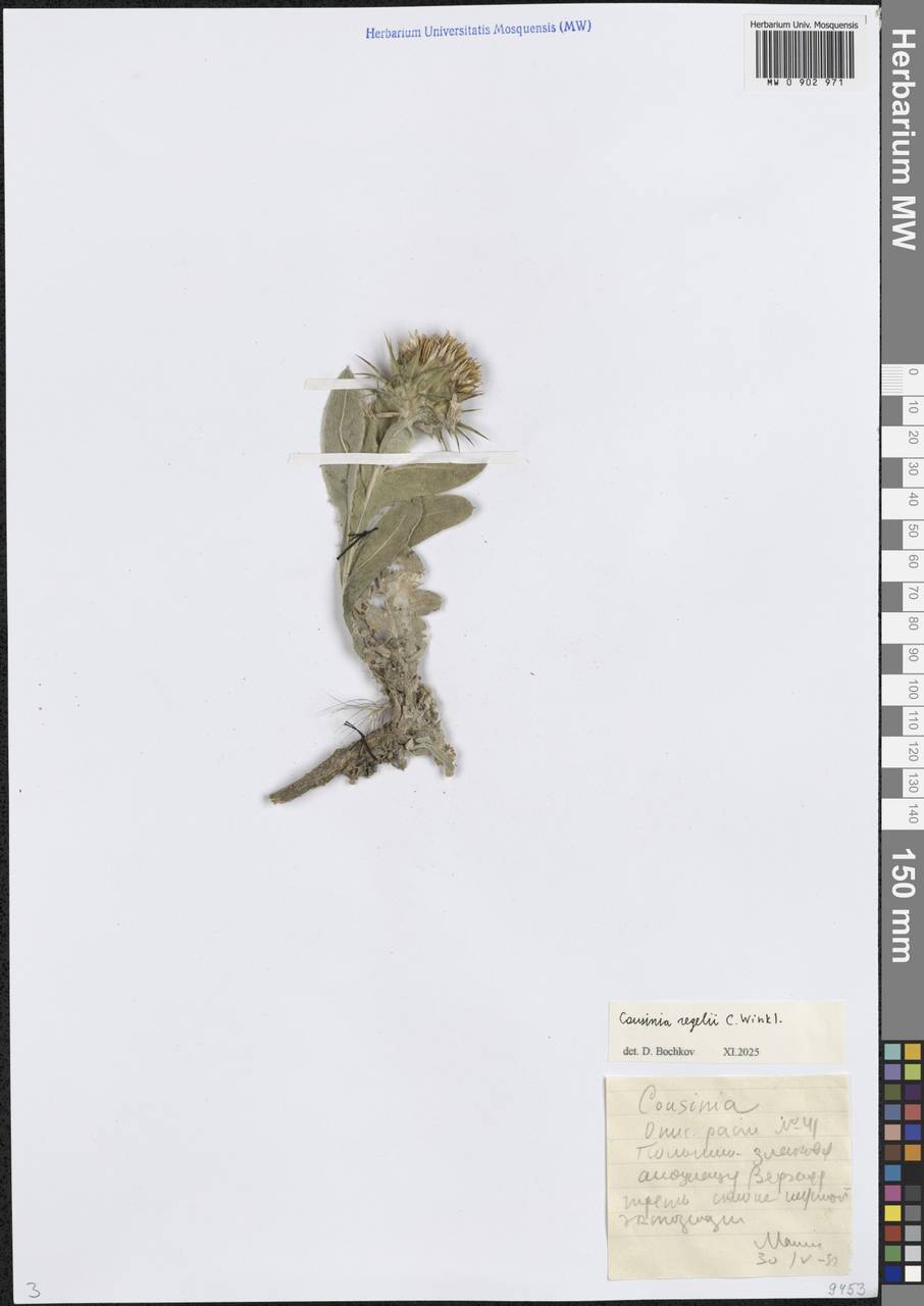 Cousinia regelii C.Winkl., Middle Asia, Western Tian Shan & Karatau (M3) (Kazakhstan)