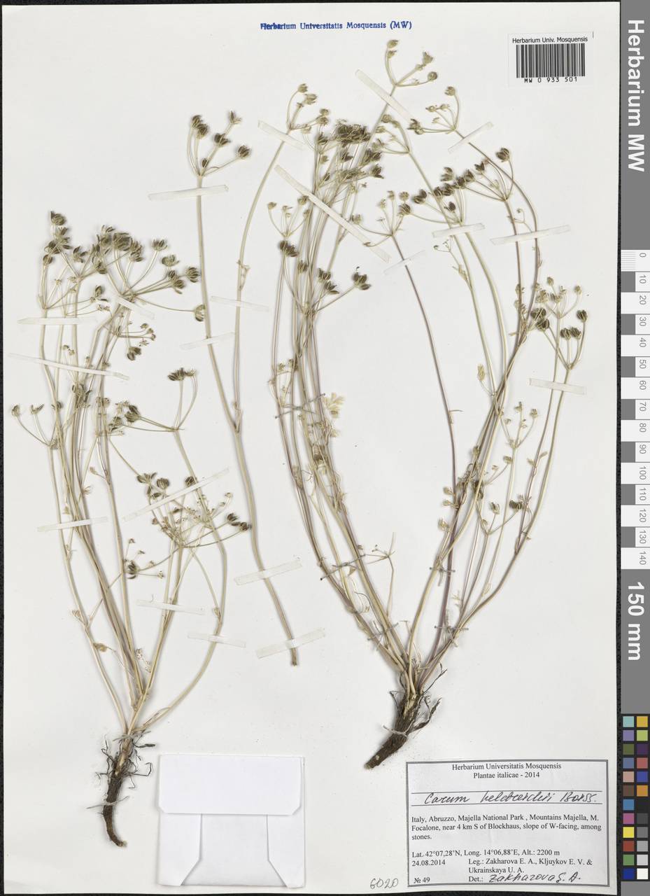 Carum heldreichii Boiss., Western Europe (EUR) (Italy)
