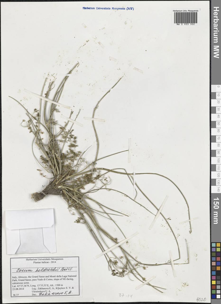 Carum heldreichii Boiss., Western Europe (EUR) (Italy)