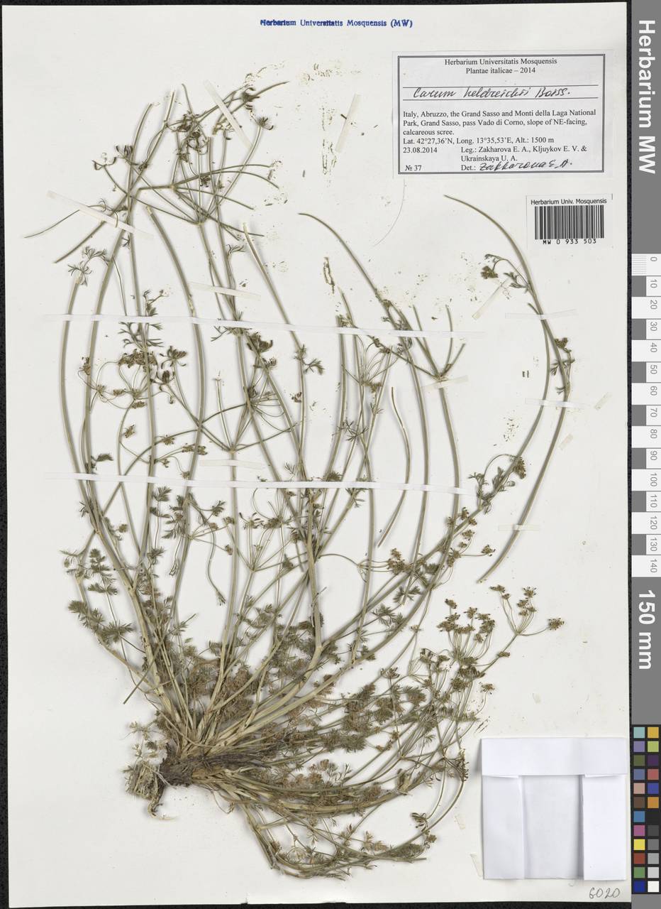 Carum heldreichii Boiss., Western Europe (EUR) (Italy)