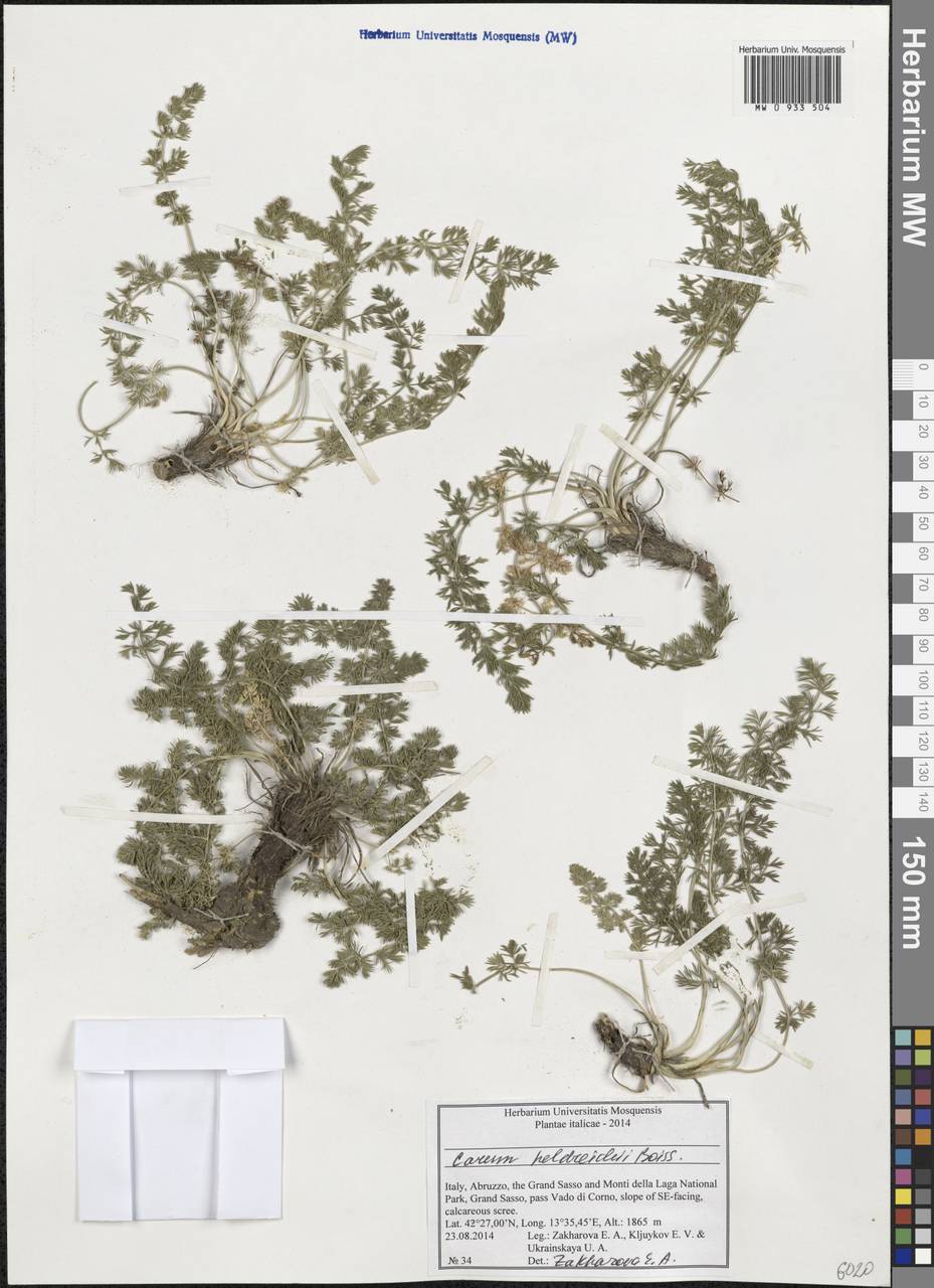 Carum heldreichii Boiss., Western Europe (EUR) (Italy)