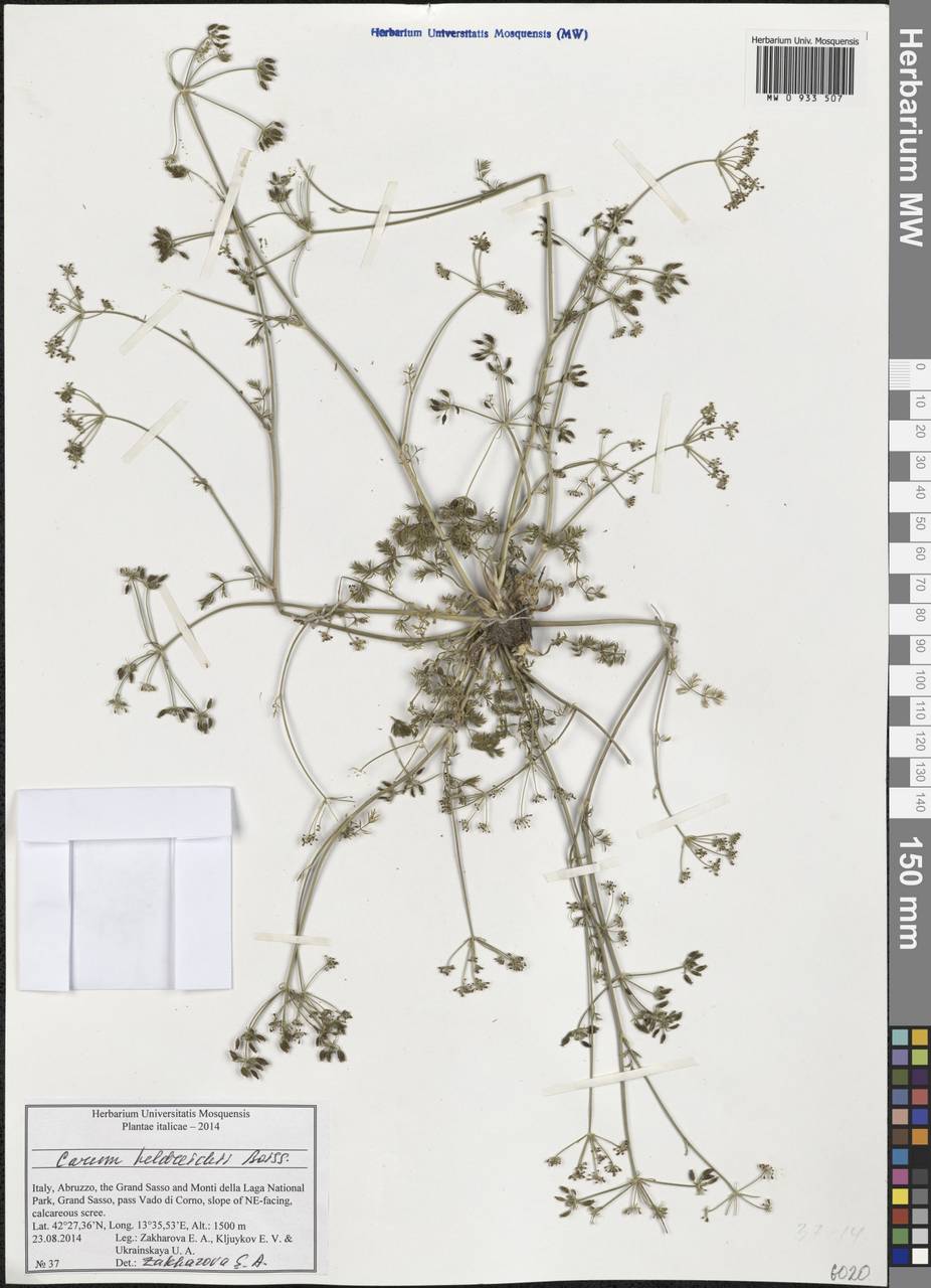 Carum heldreichii Boiss., Western Europe (EUR) (Italy)