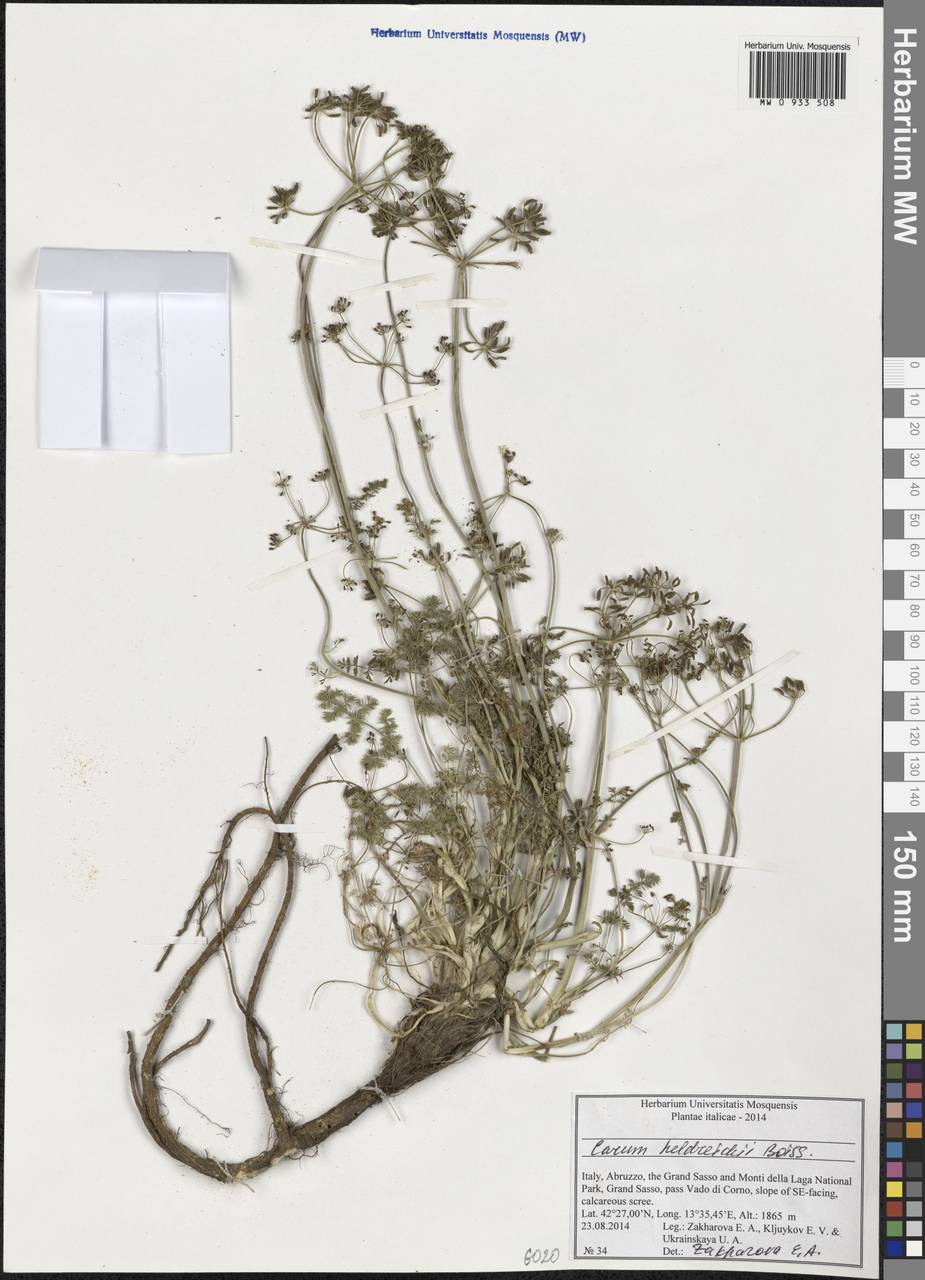 Carum heldreichii Boiss., Western Europe (EUR) (Italy)
