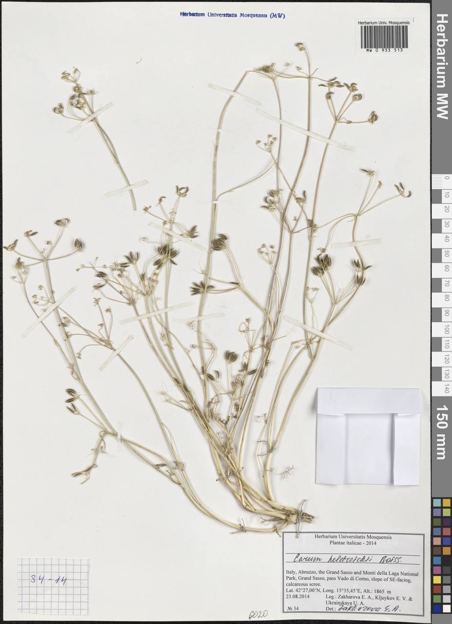Carum heldreichii Boiss., Western Europe (EUR) (Italy)