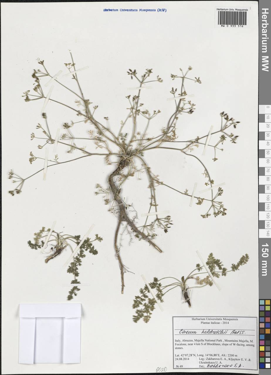 Carum heldreichii Boiss., Western Europe (EUR) (Italy)