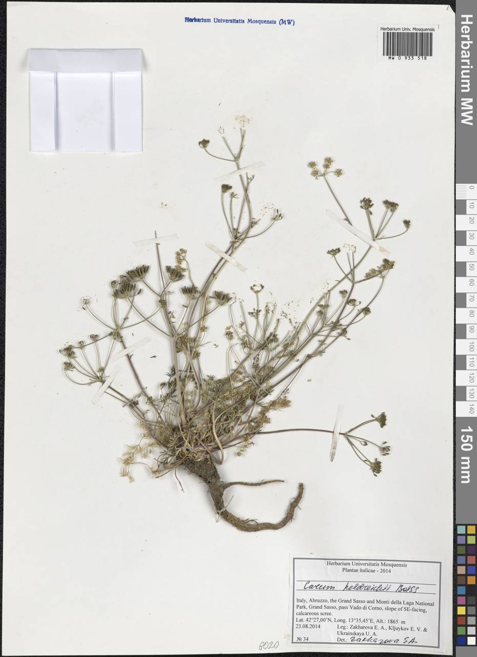 Carum heldreichii Boiss., Western Europe (EUR) (Italy)