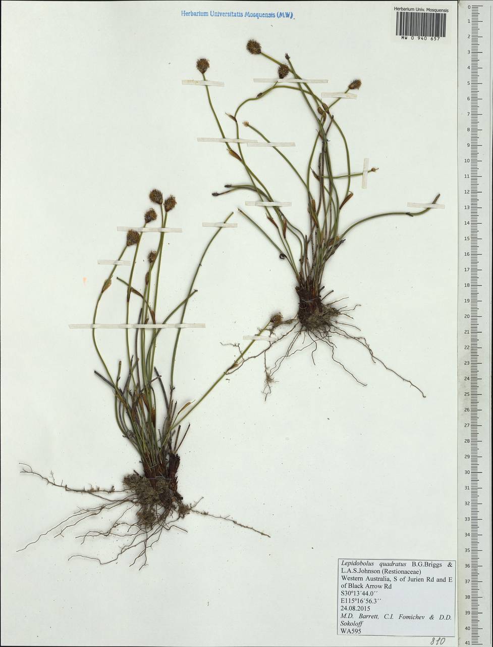 Lepidobolus quadratus B.G.Briggs & L.A.S.Johnson, Australia & Oceania (AUSTR) (Australia)
