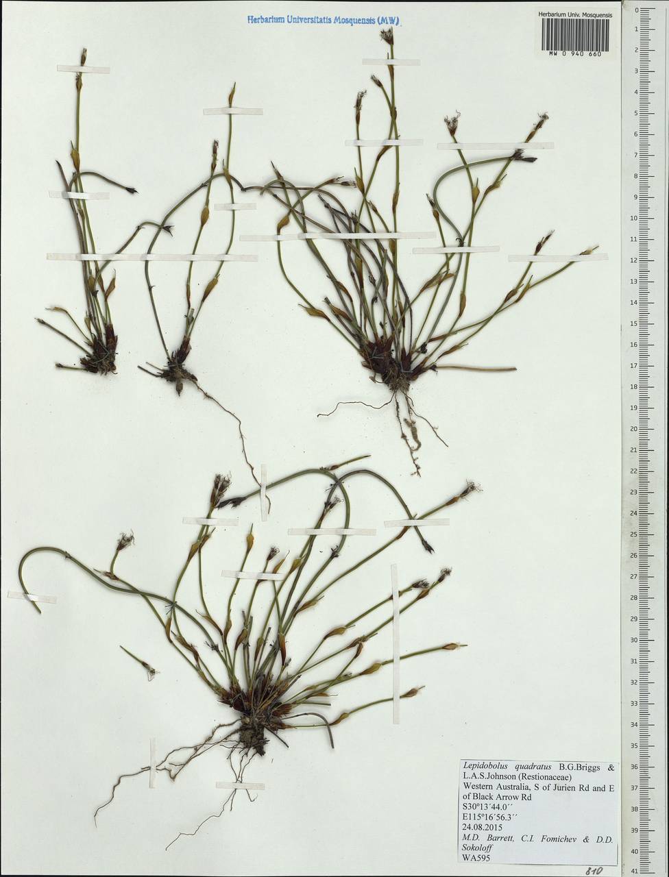 Lepidobolus quadratus B.G.Briggs & L.A.S.Johnson, Australia & Oceania (AUSTR) (Australia)