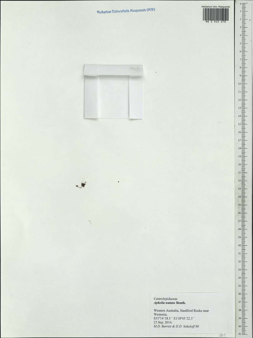 Aphelia nutans Hook.f. ex Benth., Australia & Oceania (AUSTR) (Australia)