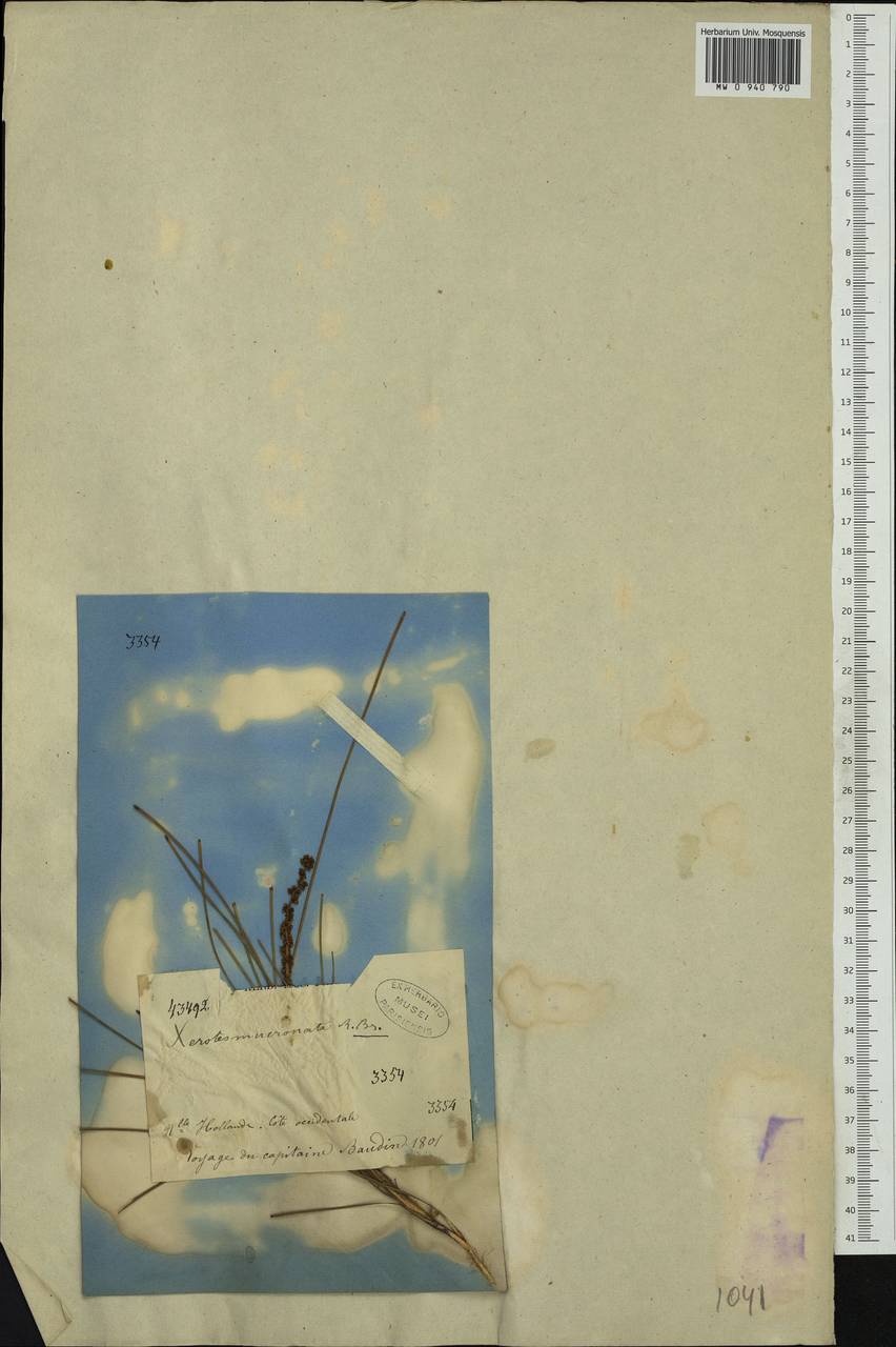 Lomandra mucronata (R.Br.) A.T.Lee, Australia & Oceania (AUSTR) (Australia)