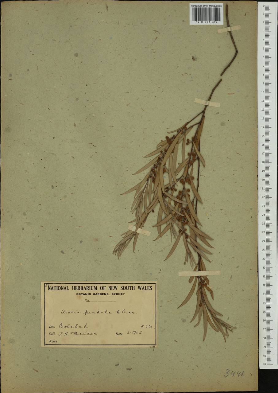 Acacia pendula A.Cunn. ex G.Don, Australia & Oceania (AUSTR) (Australia)