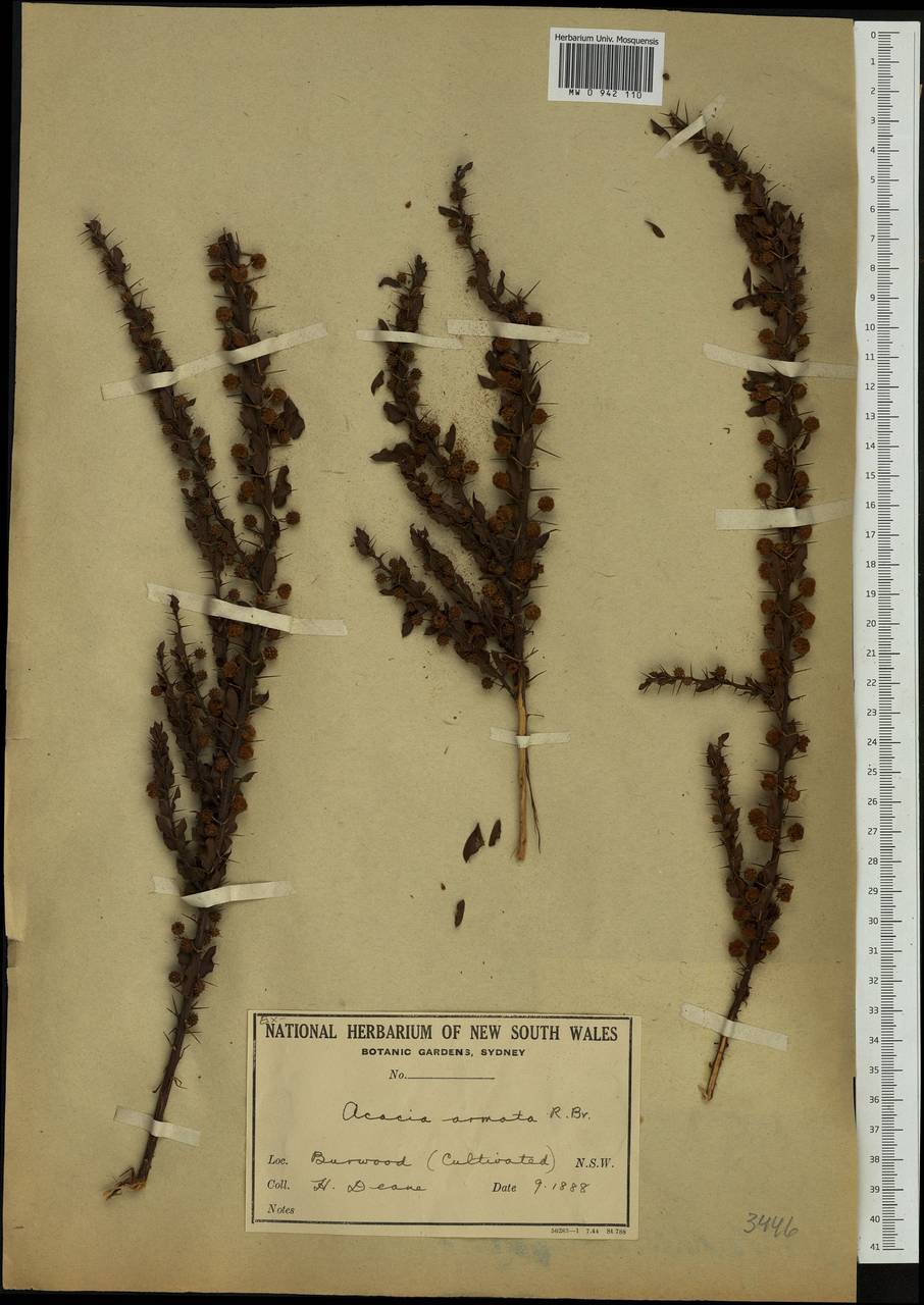 Acacia paradoxa DC., Australia & Oceania (AUSTR) (Australia)