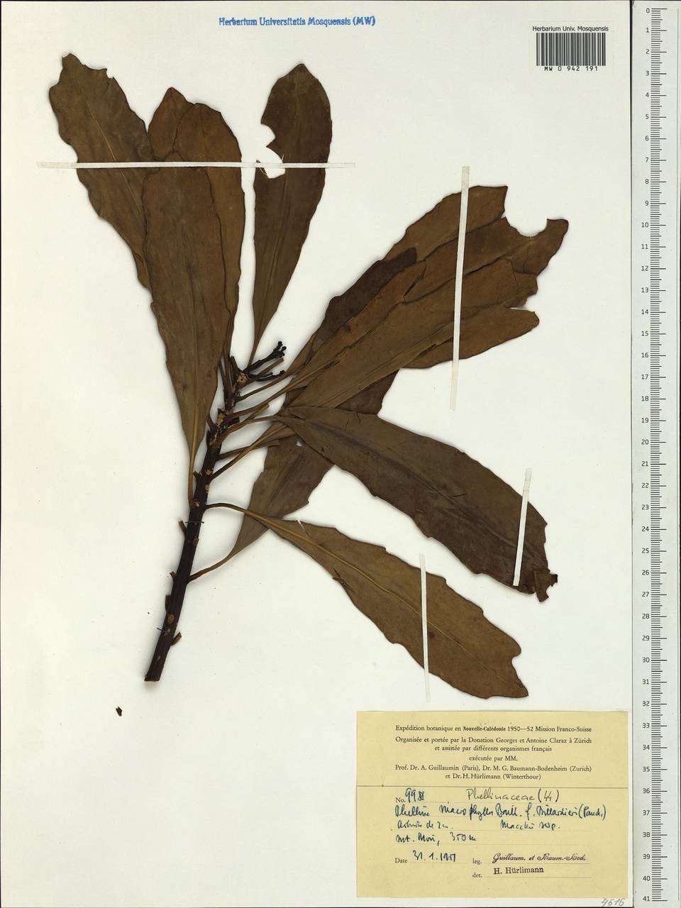 Phelline billardieri Panch. ex Loes., Australia & Oceania (AUSTR) (New Caledonia)
