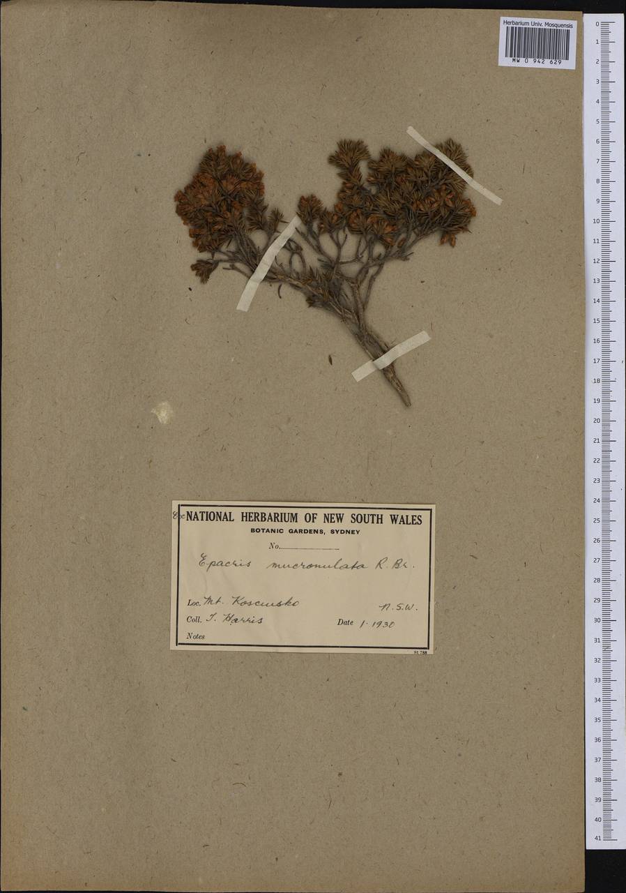 Epacris mucronulata R. Br., Australia & Oceania (AUSTR) (Australia)